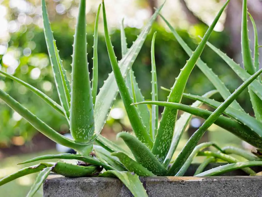 aloe-vera-plant