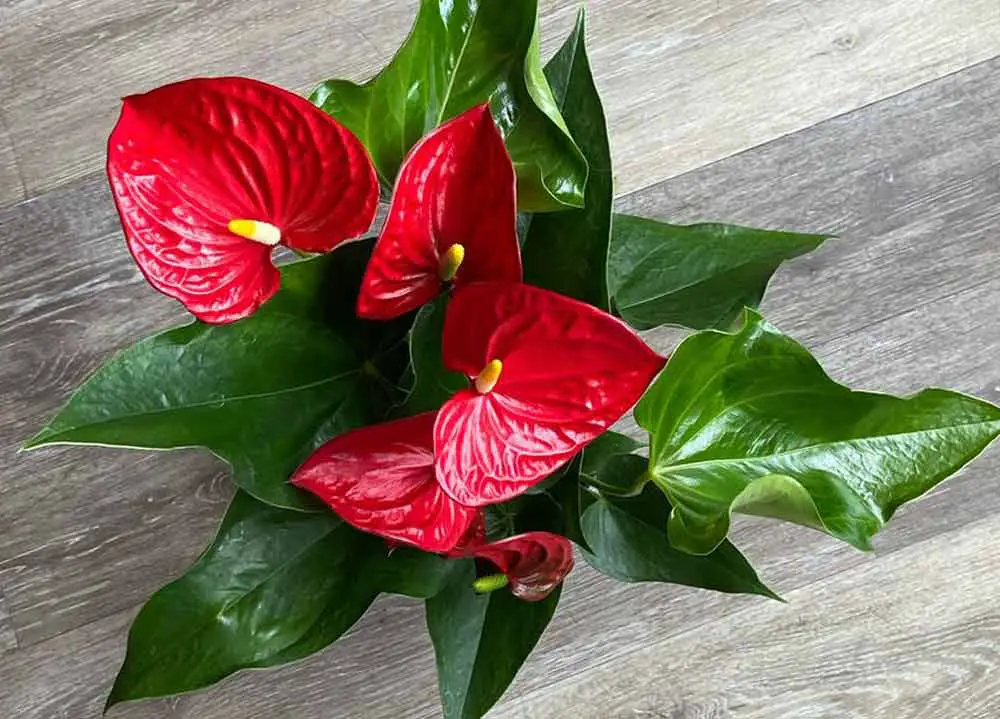 anthurium-andraeanum-plant