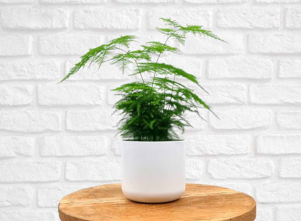 asparagus-fern-plant