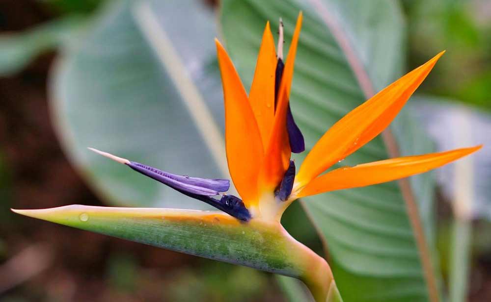 bird-of-paradise-plant