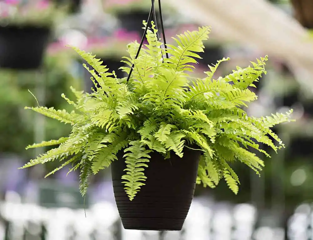 boston-fern