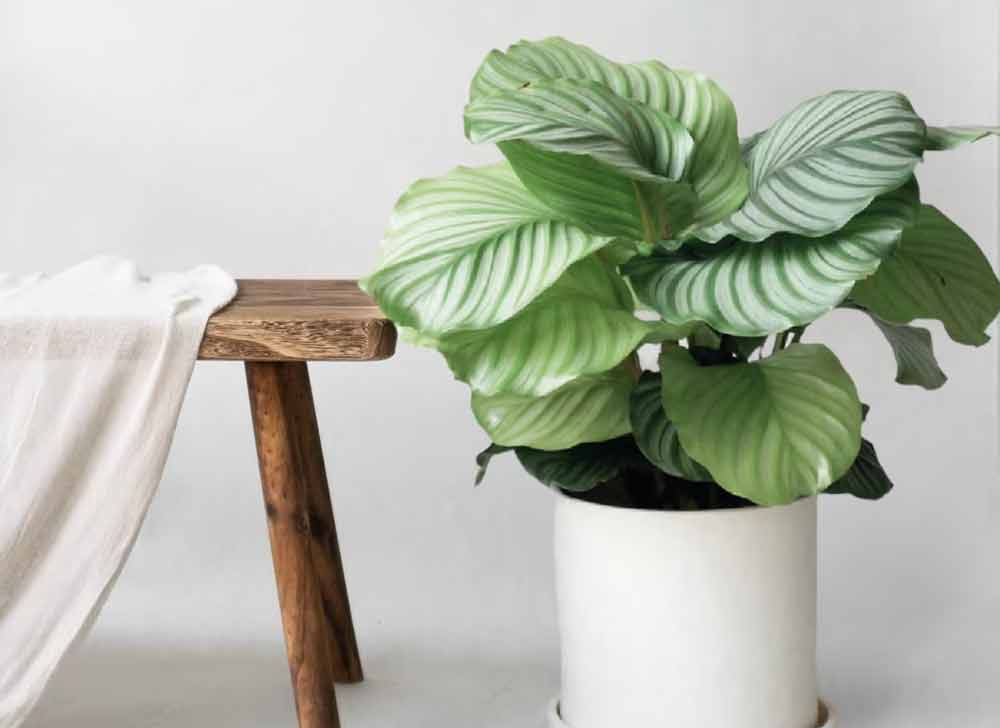 calathea-plant