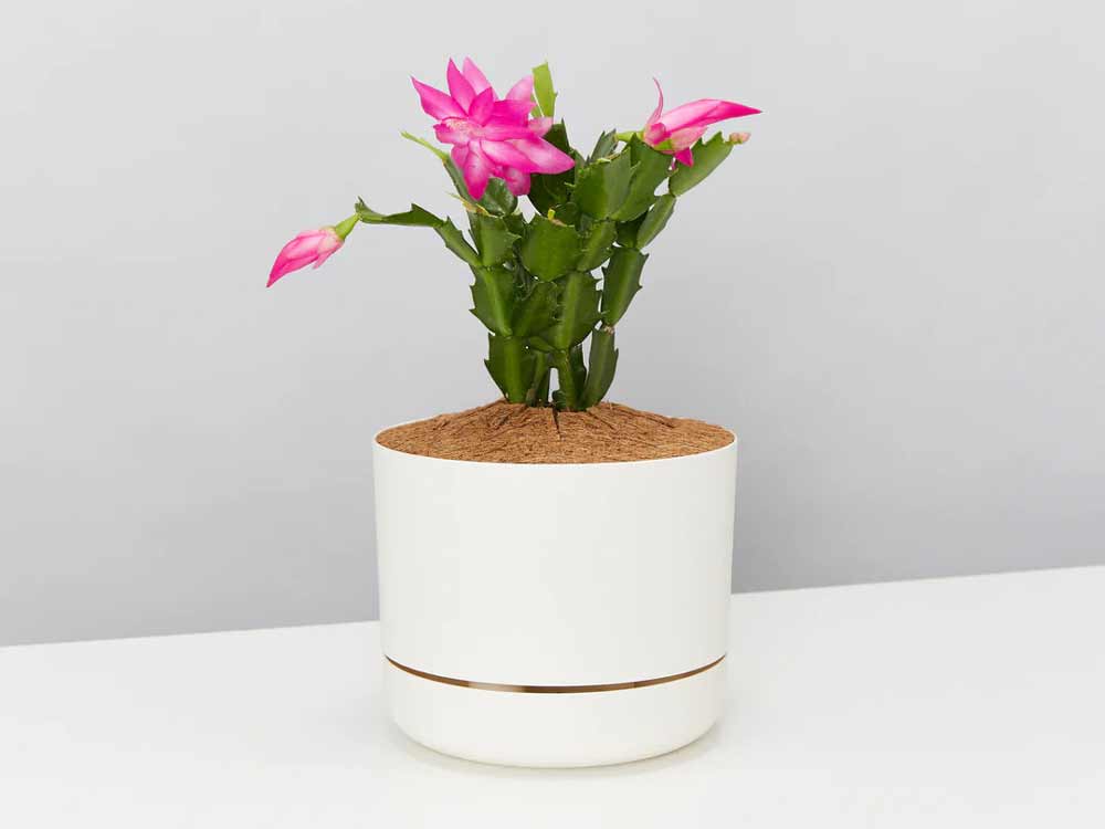 christmas-cactus-plant