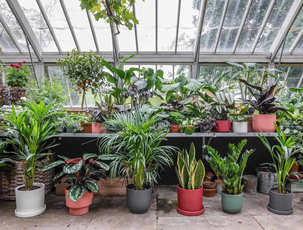 conservatory-greenhouse