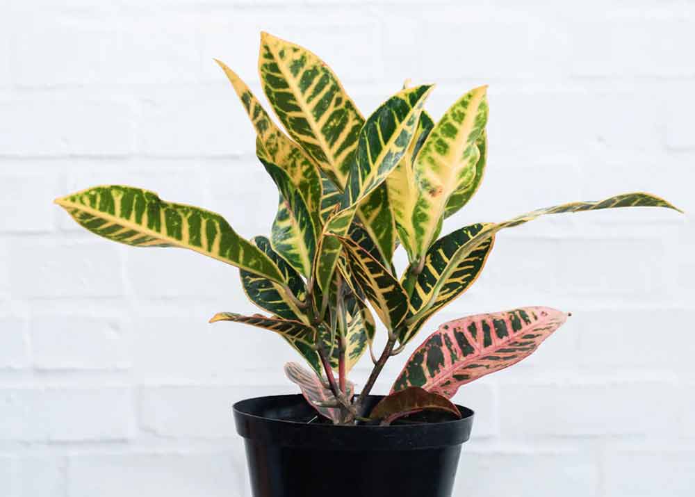 croton-plant