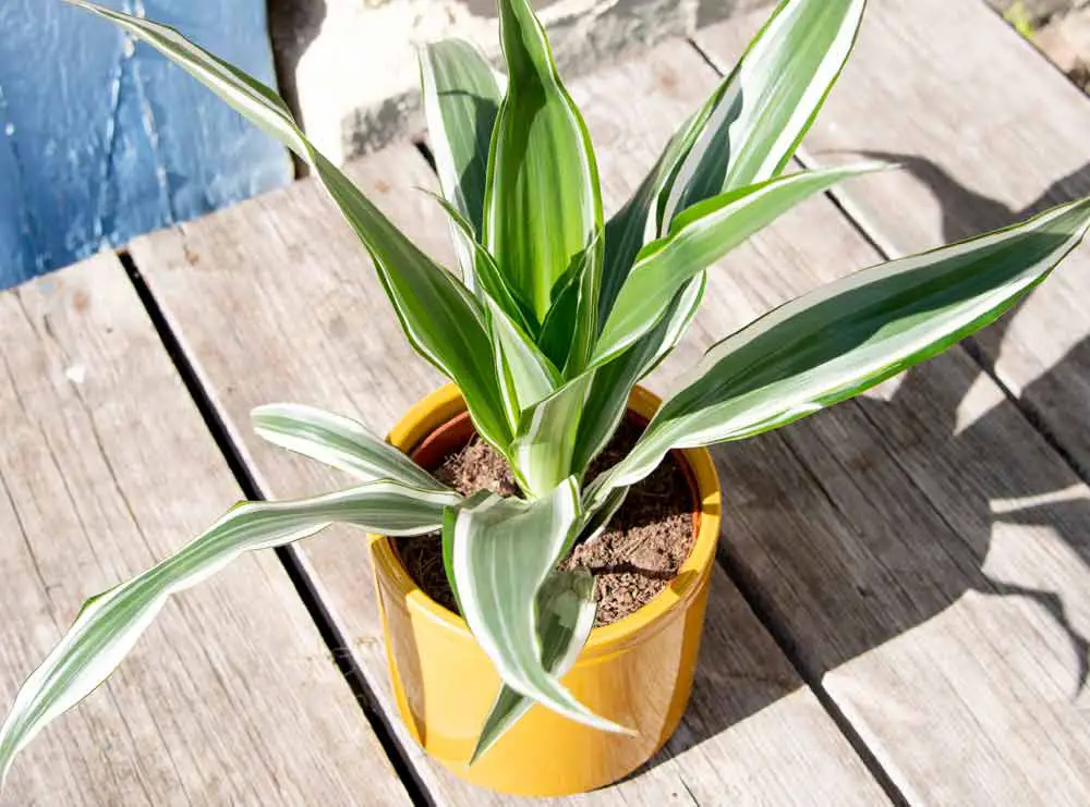 dracaena-plant