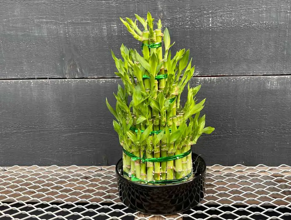 dracaena-sanderiana-lucky-bamboo