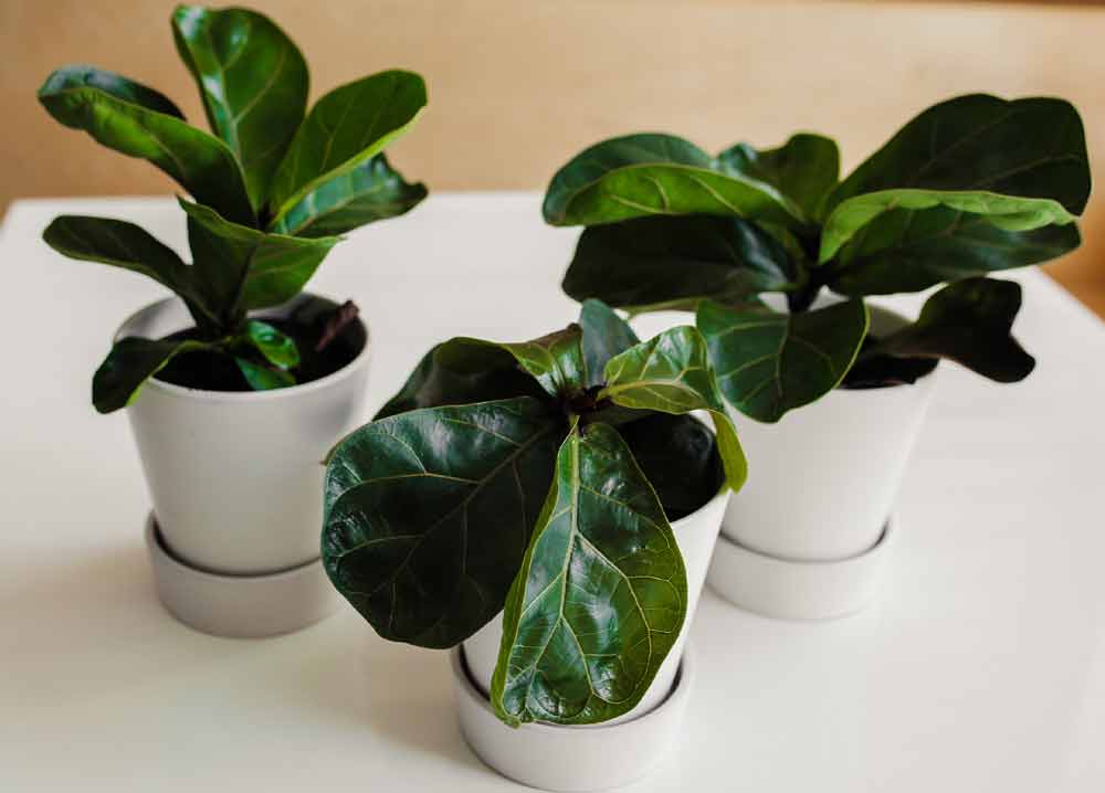 fiddle-leaf-fig-plant