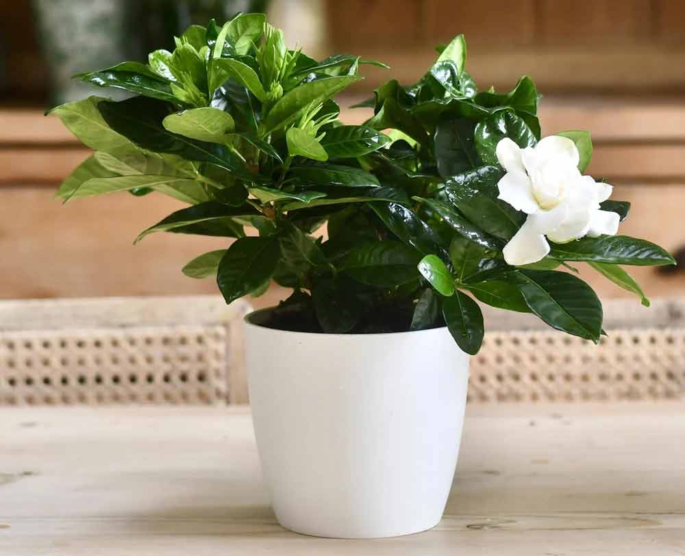 gardenia-jasminoides-plant