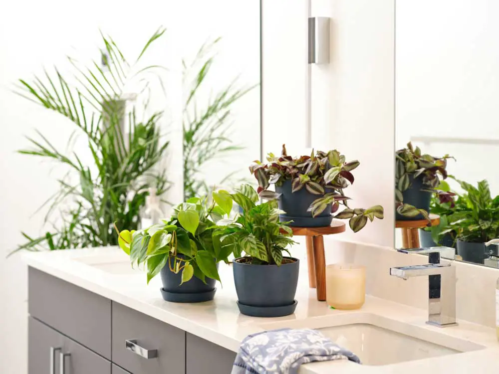 Greenery and plants in bathroom