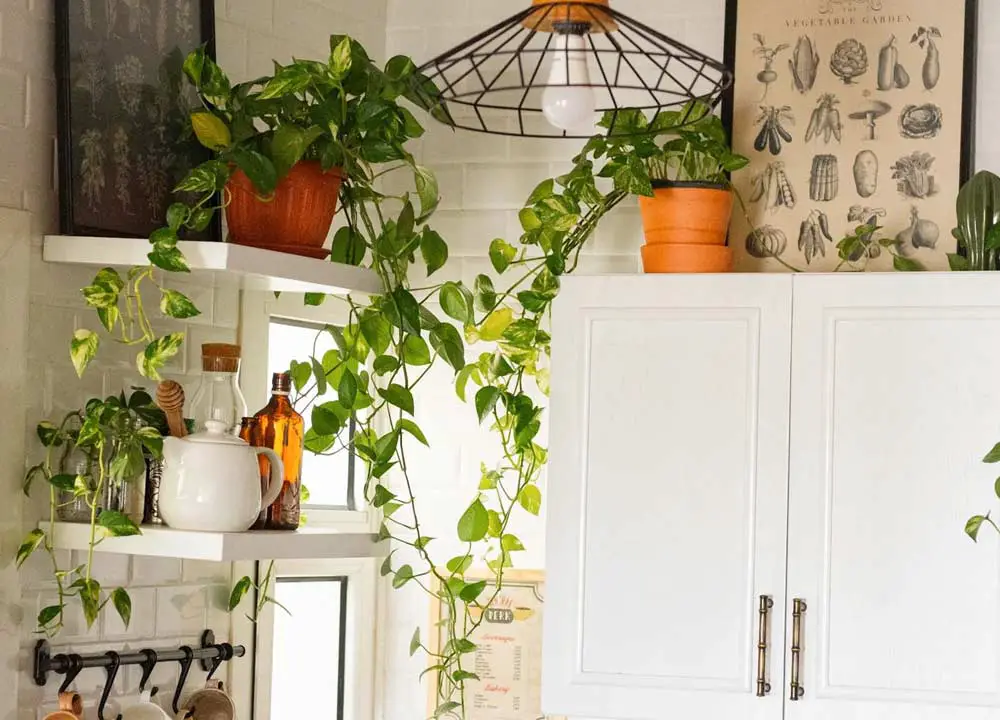 greenery-on-floating-shelves