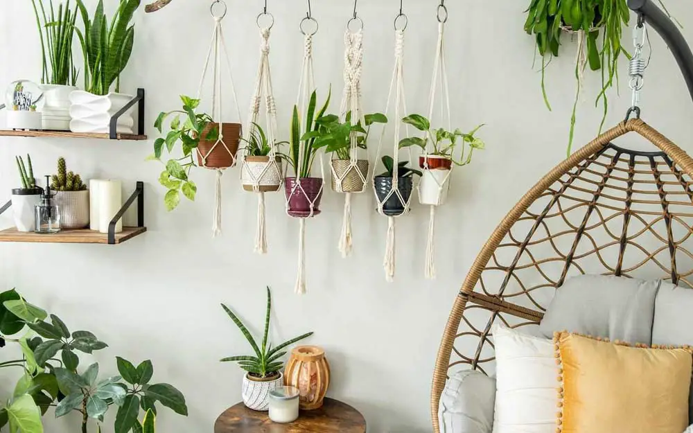 hanging-plants