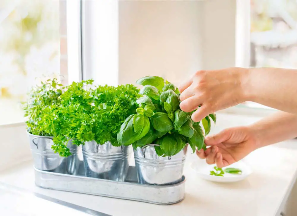 harvesting-kitchen-herbs