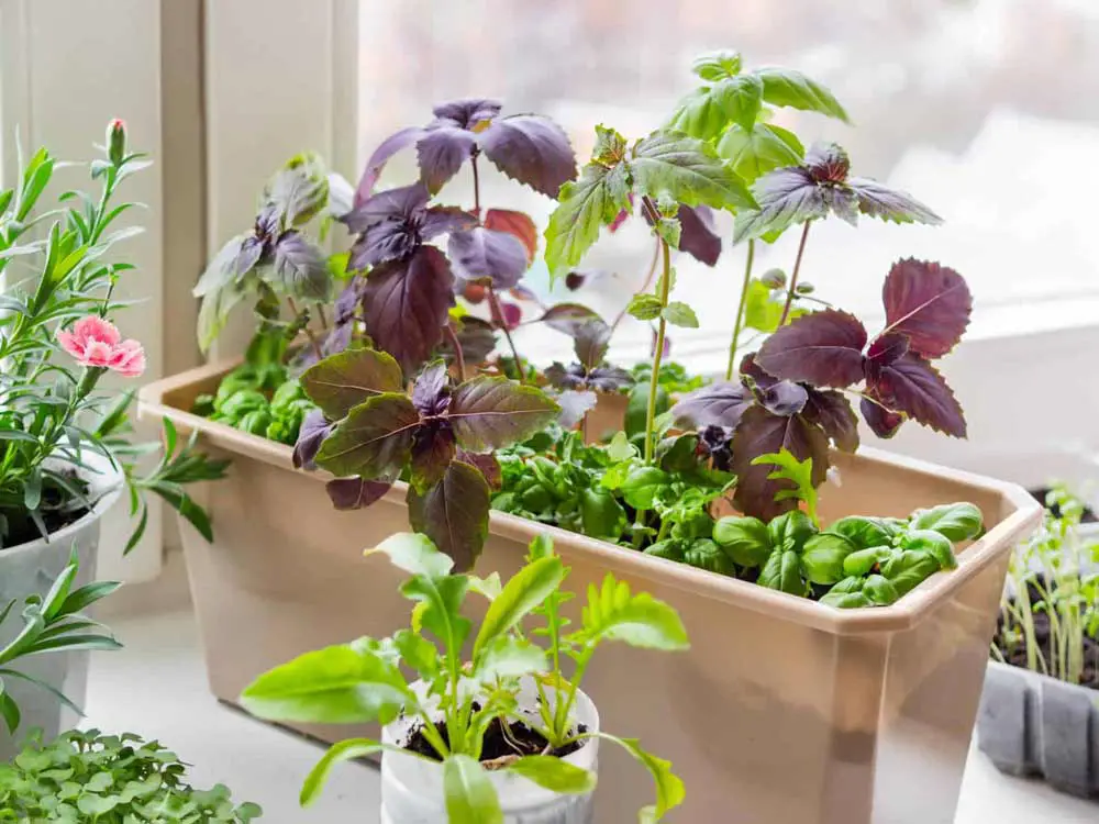 indoor-herb-garden