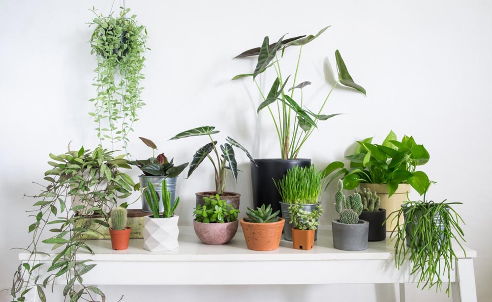 indoor-plant-selection