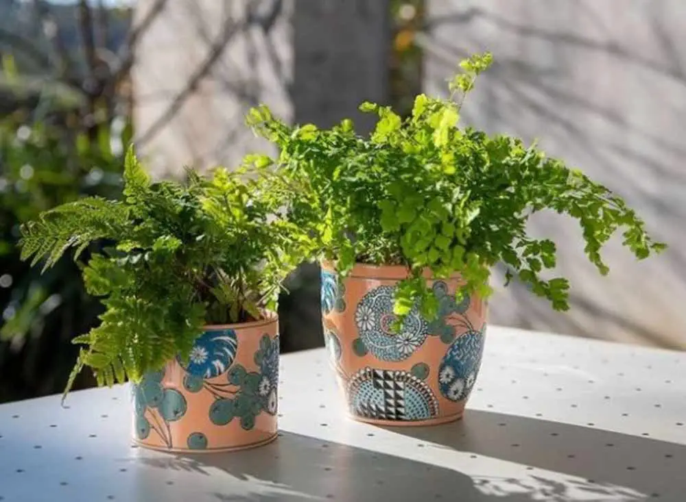 maidenhair-fern