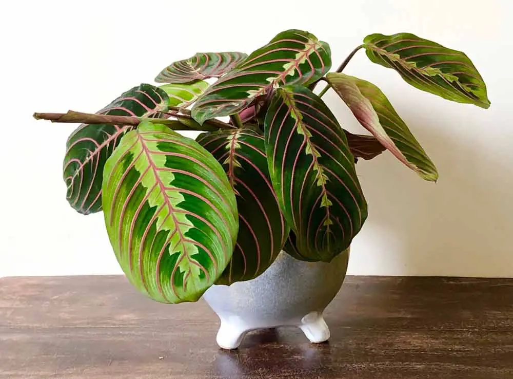 maranta-plant