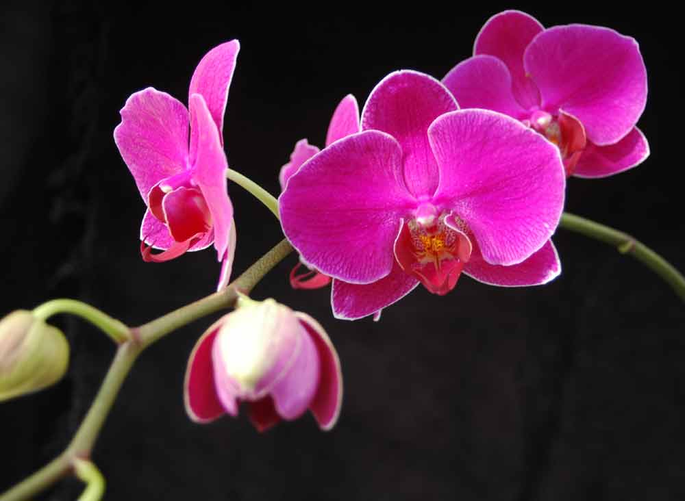 moth-orchid