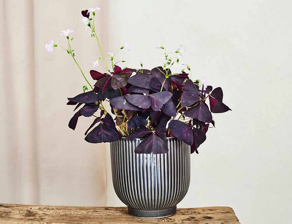 oxalis-plant