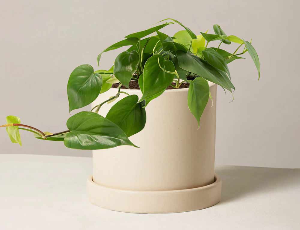 philodendron-plant