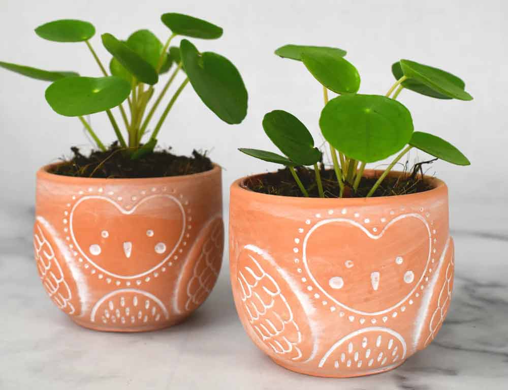 pilea-plants