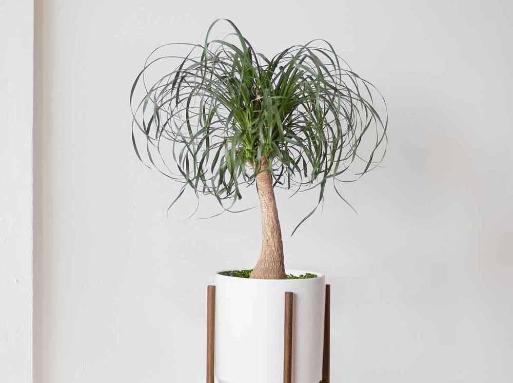 ponytail-palm-plant