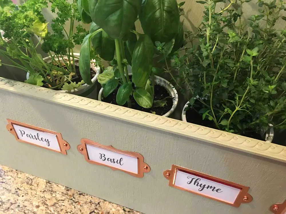 potted-herbs-in-kitchen