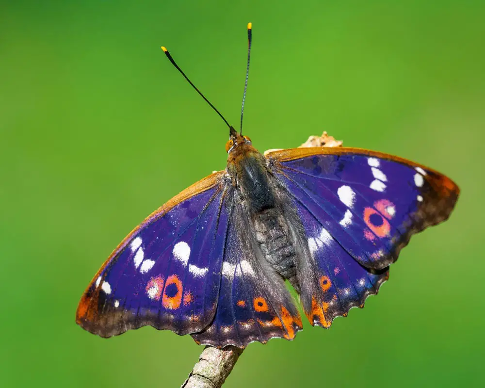 purple-and-orange-butterfly