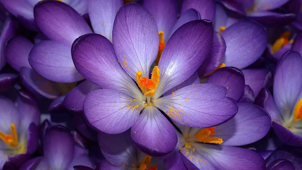 purple-and-orange-flowers