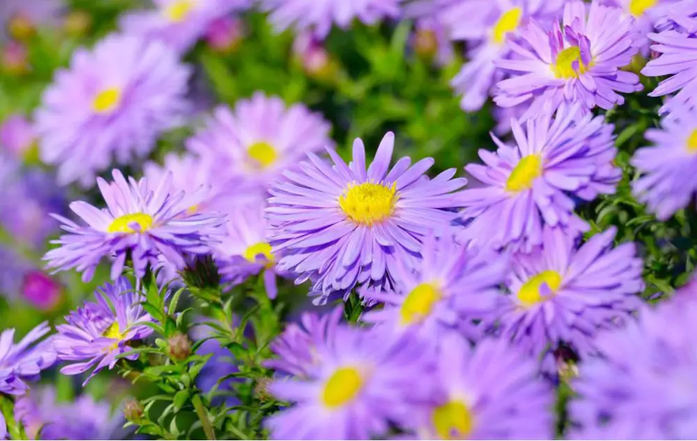 purple-yellow-flowers