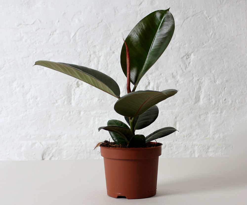 rubber-plant