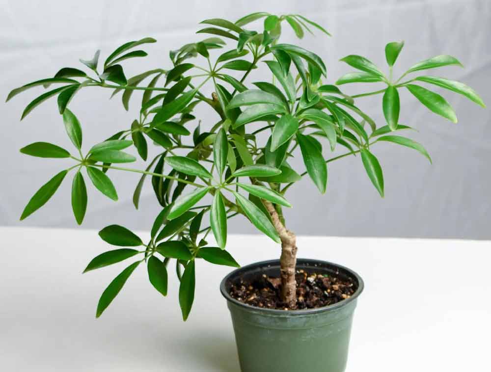 schefflera-plant