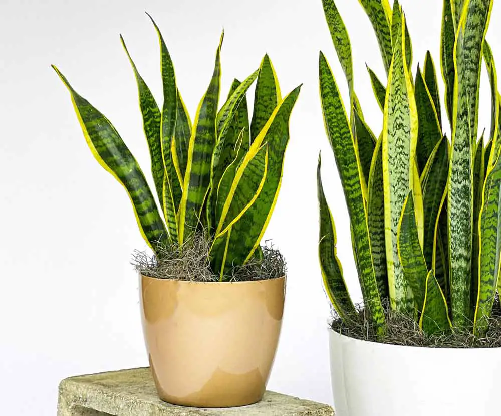 snake-plant