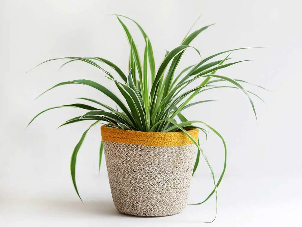 spider-plant