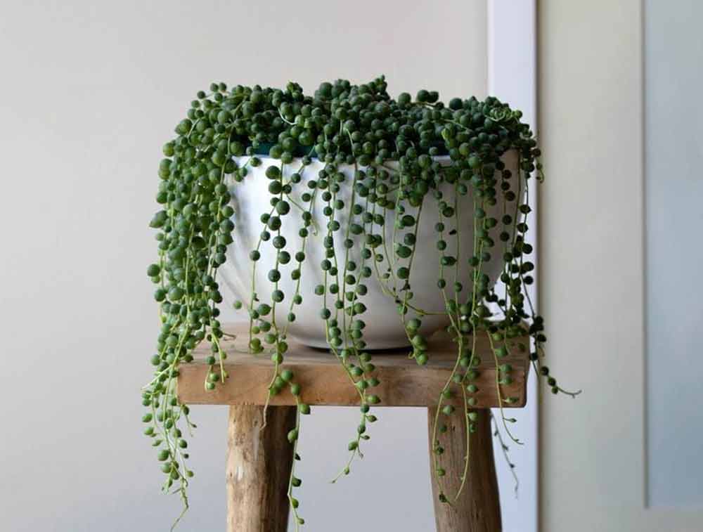 string-of-pearls-plant