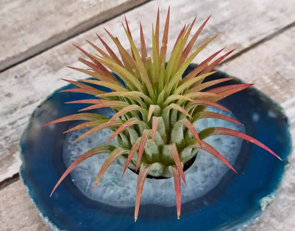 tillandsia-air-plant