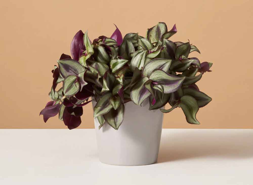 tradescantia-plant