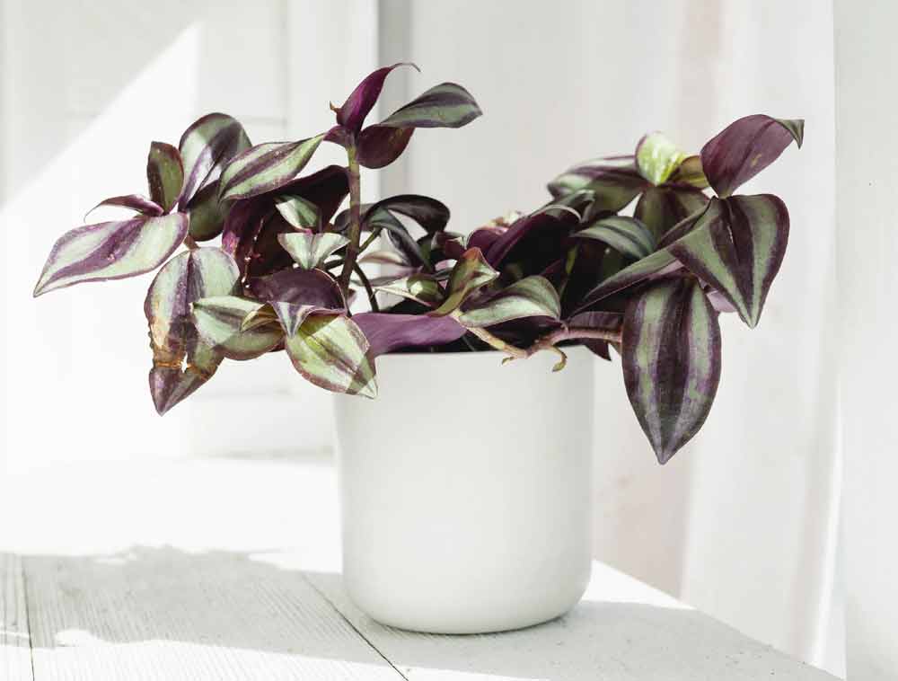 tradescantia-zebrina-plant