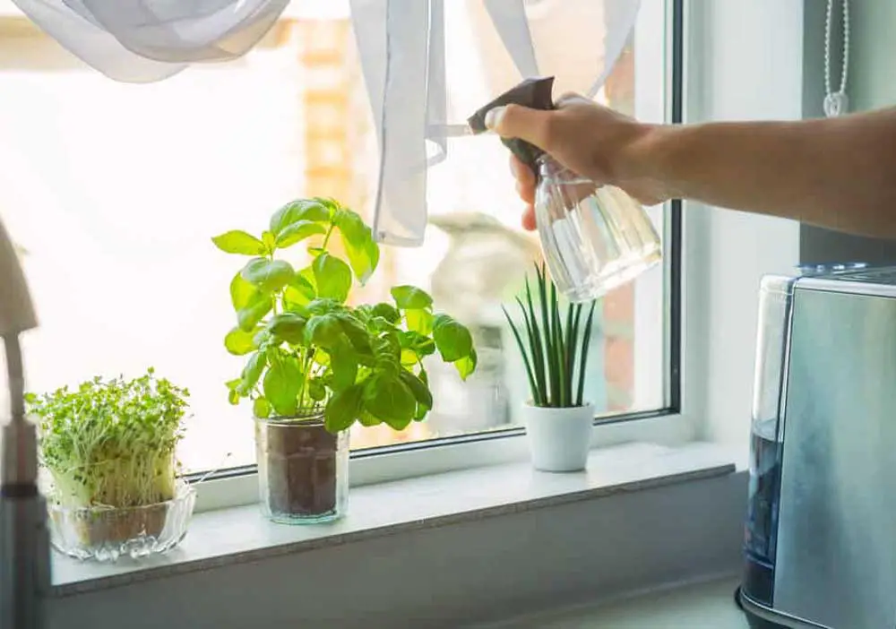 watering-herbs