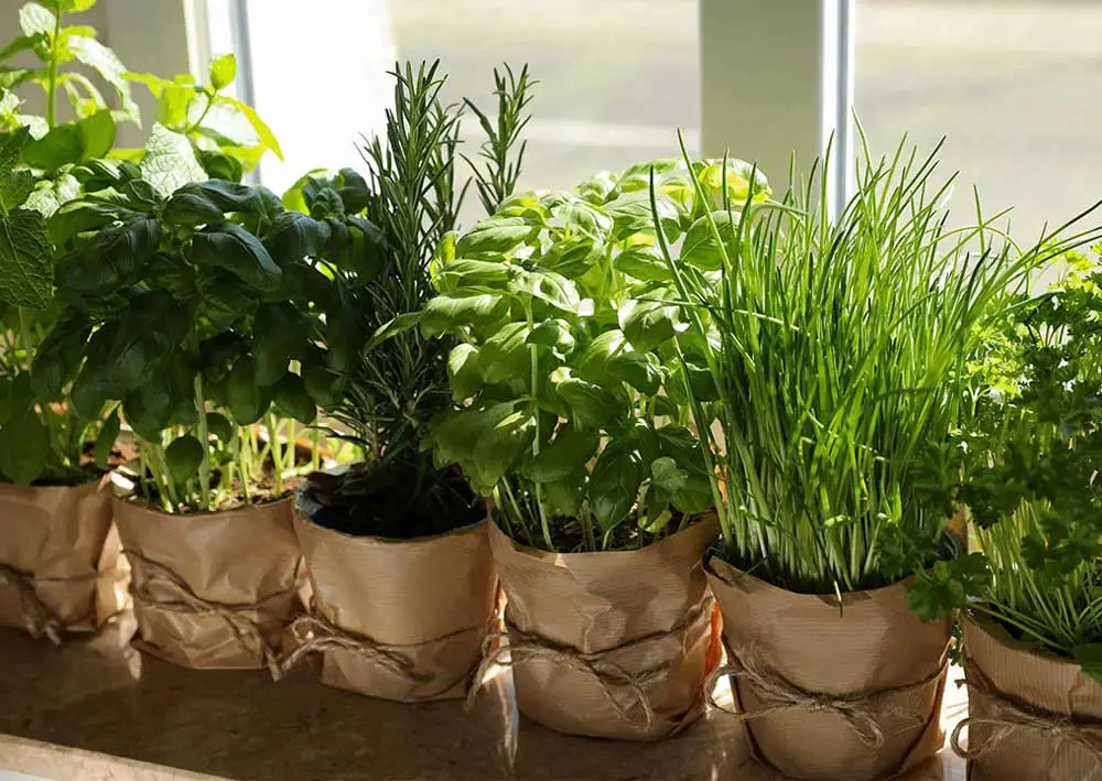 windowsill-herb-garden